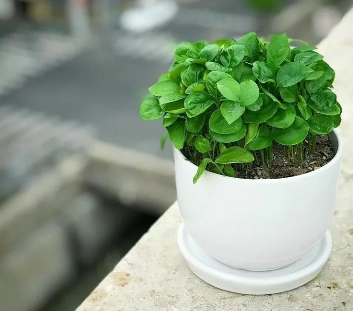 نحوه کاشت و تزئین سبزه سفره هفت سین عید نوروز ۱۴۰۲ نحوه کاشت و تزئین سبزه سفره هفت سین عید نوروز ۱۴۰۲