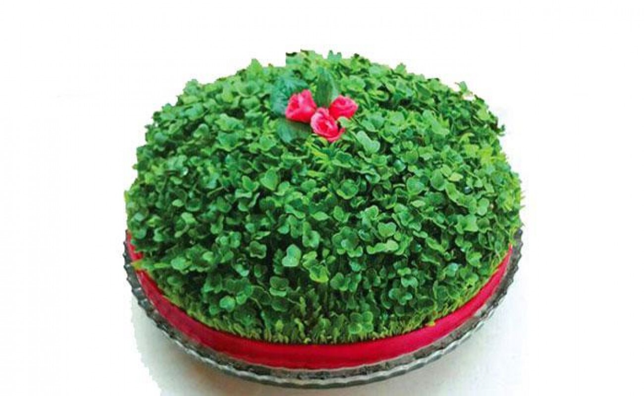 نحوه کاشت و تزئین سبزه سفره هفت سین عید نوروز ۱۴۰۲ نحوه کاشت و تزئین سبزه سفره هفت سین عید نوروز ۱۴۰۲