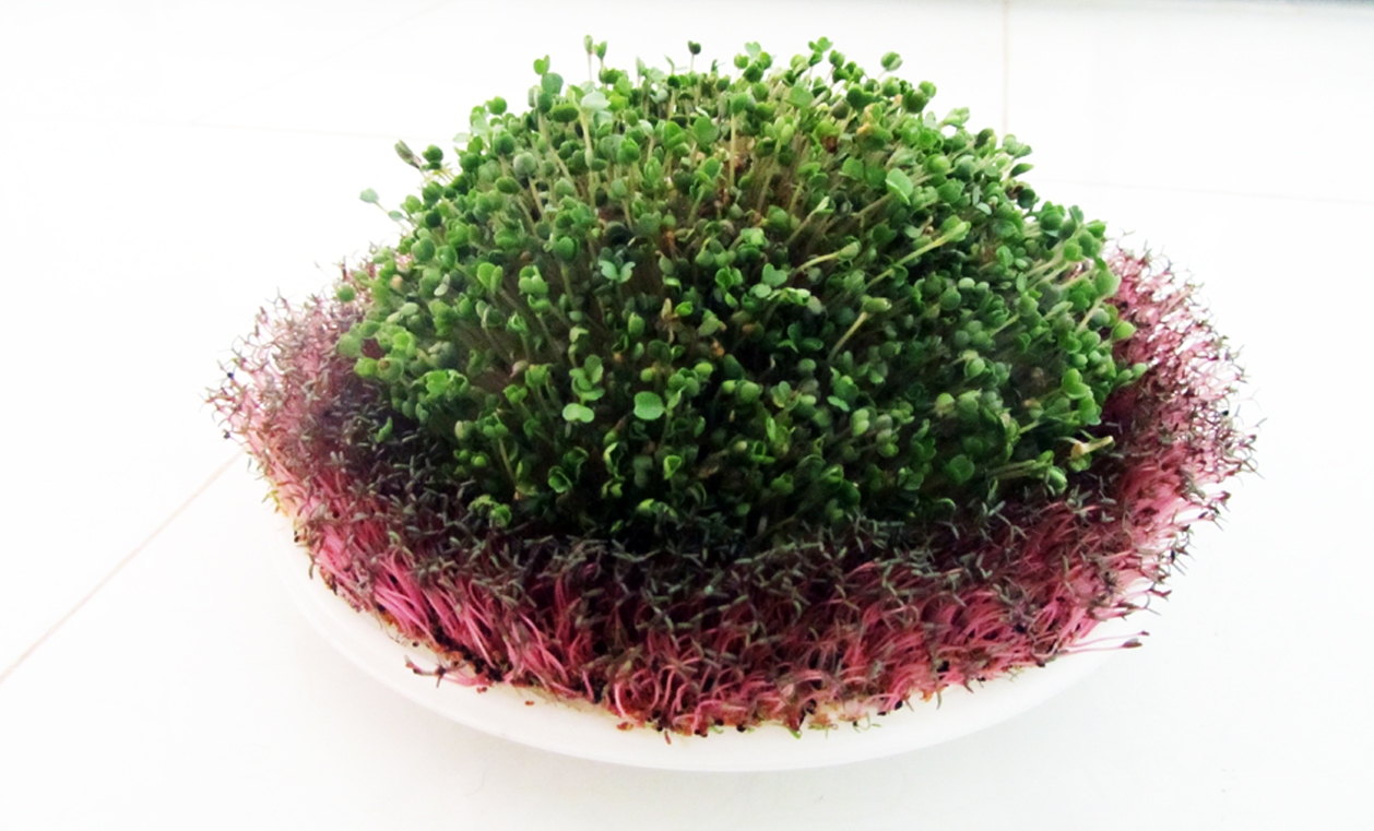 نحوه کاشت و تزئین سبزه سفره هفت سین عید نوروز ۱۴۰۲ نحوه کاشت و تزئین سبزه سفره هفت سین عید نوروز ۱۴۰۲