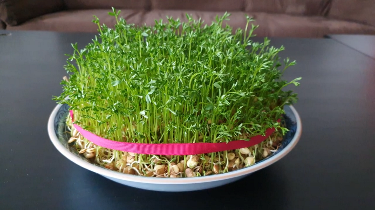 نحوه کاشت و تزئین سبزه سفره هفت سین عید نوروز ۱۴۰۲ نحوه کاشت و تزئین سبزه سفره هفت سین عید نوروز ۱۴۰۲