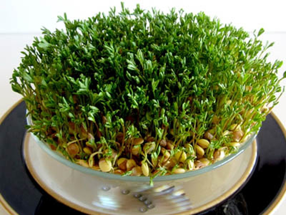 نحوه کاشت و تزئین سبزه سفره هفت سین عید نوروز ۱۴۰۲ نحوه کاشت و تزئین سبزه سفره هفت سین عید نوروز ۱۴۰۲