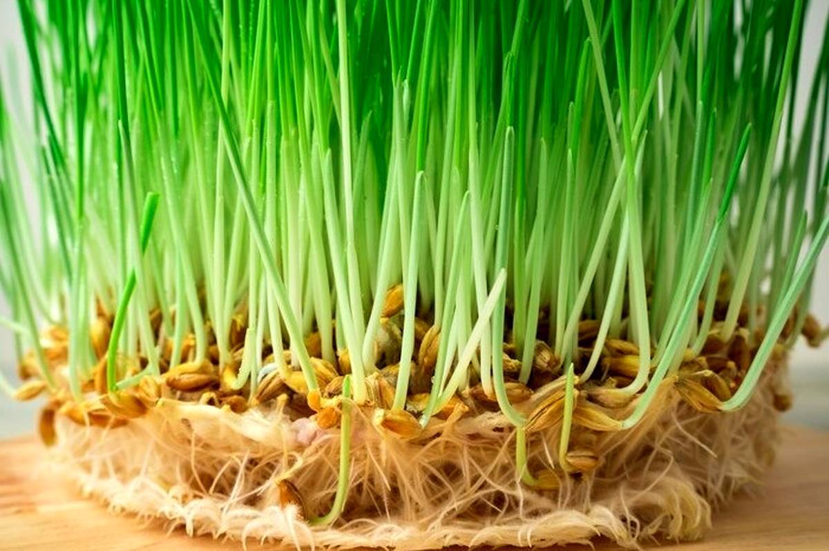 نحوه کاشت و تزئین سبزه سفره هفت سین عید نوروز ۱۴۰۲ نحوه کاشت و تزئین سبزه سفره هفت سین عید نوروز ۱۴۰۲