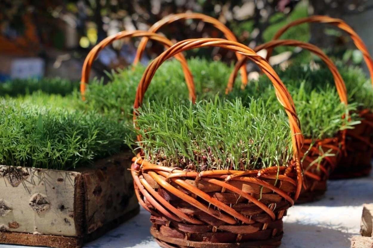 نحوه کاشت و تزئین سبزه سفره هفت سین عید نوروز ۱۴۰۲ نحوه کاشت و تزئین سبزه سفره هفت سین عید نوروز ۱۴۰۲