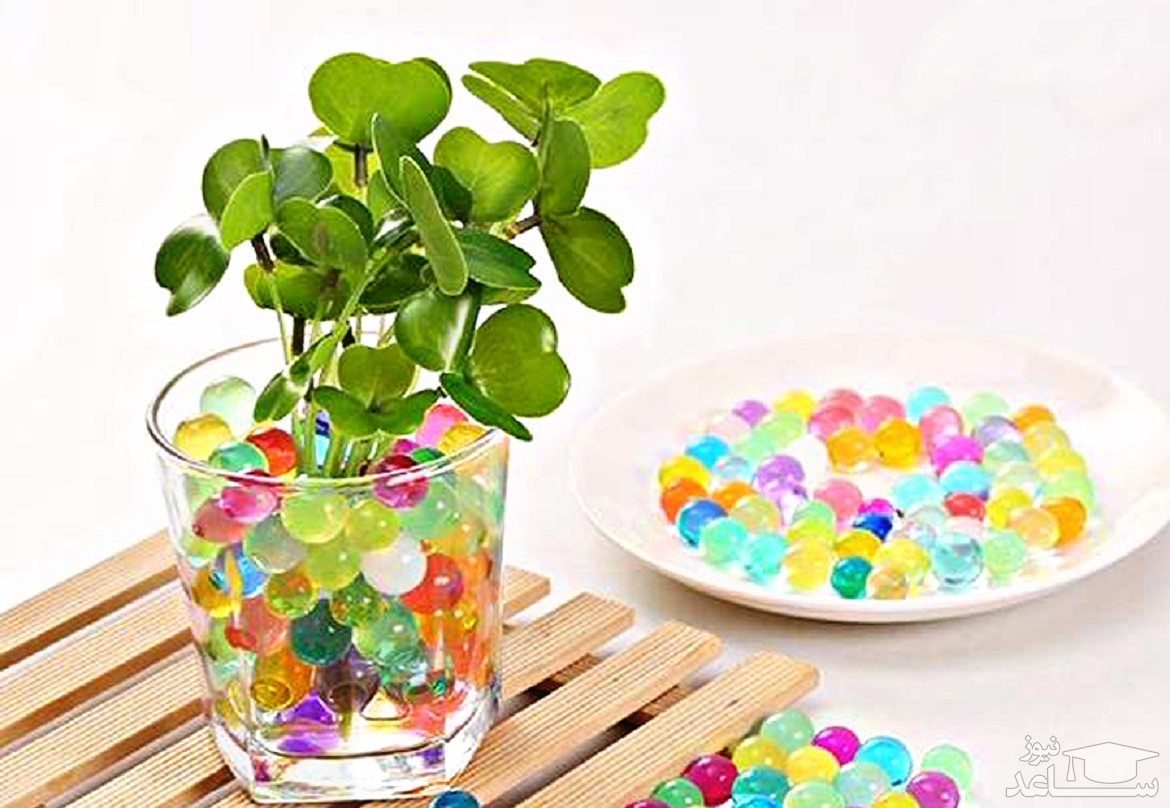 نحوه کاشت و تزئین سبزه سفره هفت سین عید نوروز ۱۴۰۲ نحوه کاشت و تزئین سبزه سفره هفت سین عید نوروز ۱۴۰۲