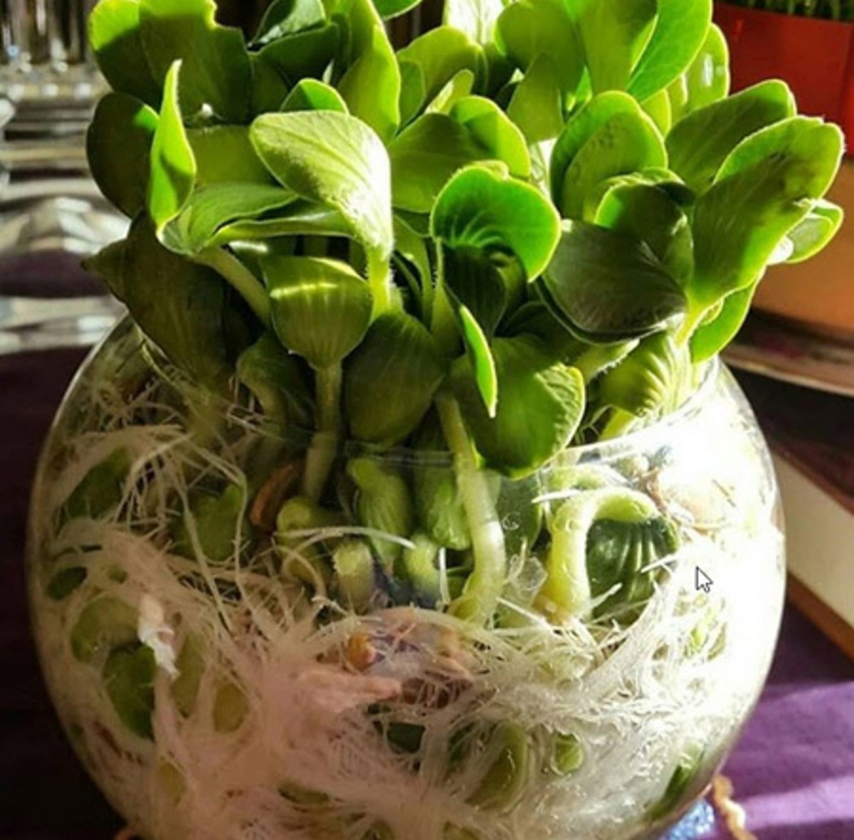 نحوه کاشت و تزئین سبزه سفره هفت سین عید نوروز ۱۴۰۲ نحوه کاشت و تزئین سبزه سفره هفت سین عید نوروز ۱۴۰۲