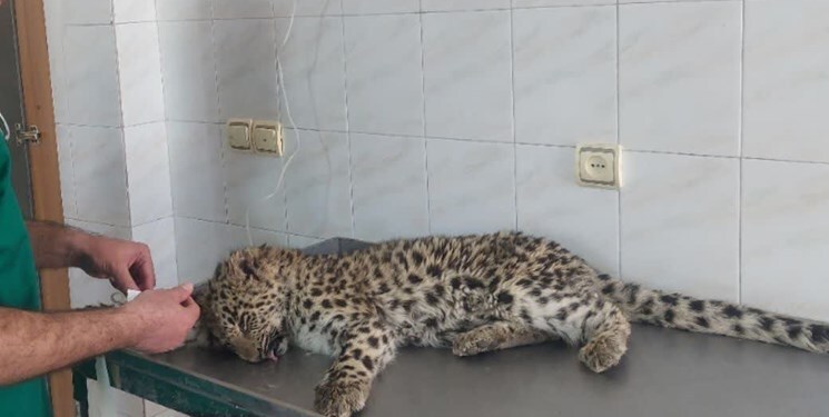 توله پلنگ ۱۰ ماهه در بجنورد زندهگیری شد + عکس توله پلنگ ۱۰ ماهه در بجنورد زندهگیری شد + عکس