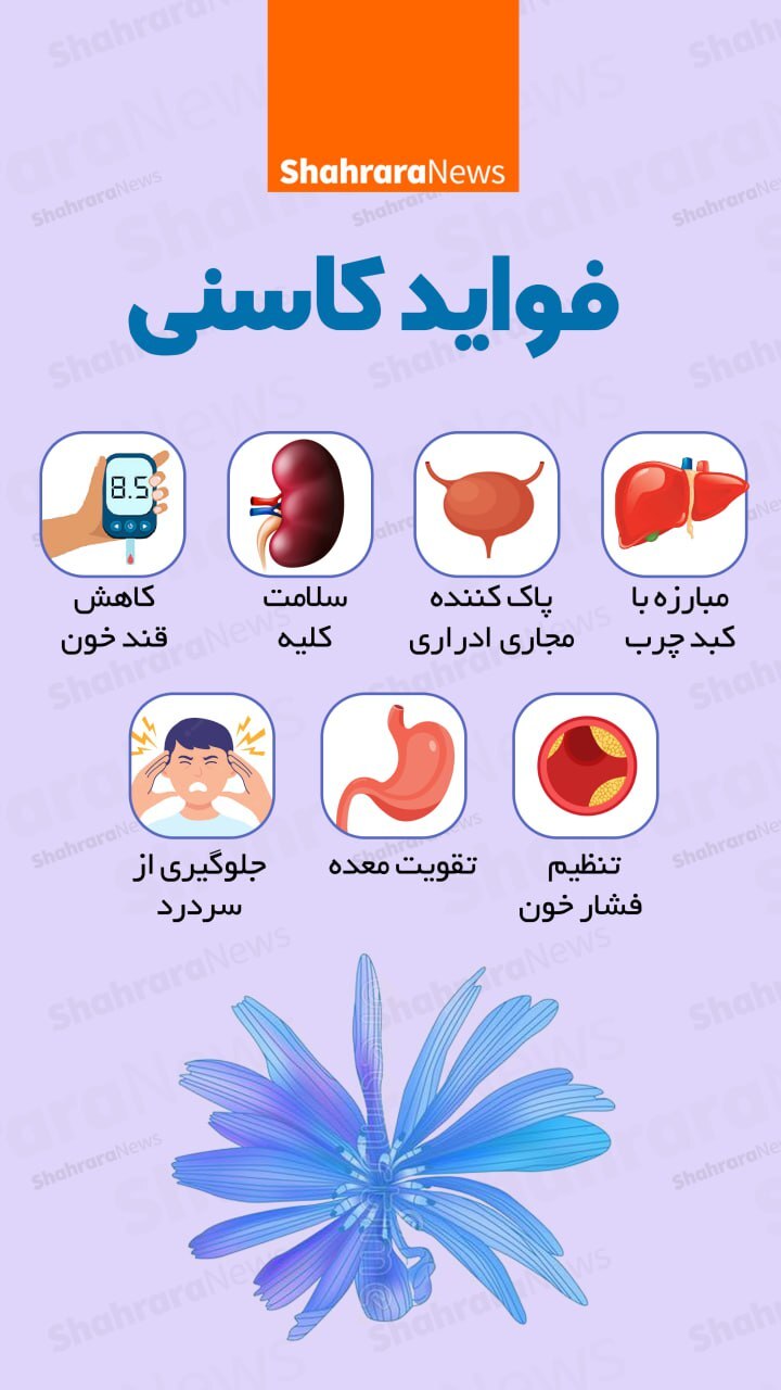 اینفوگرافی| فواید کاسنی