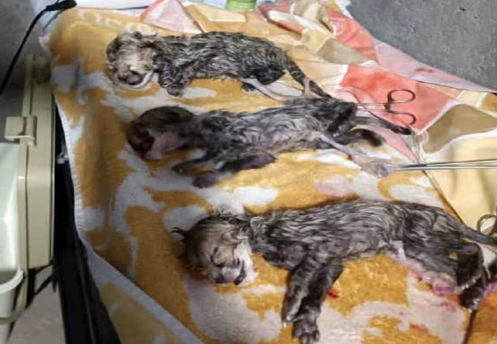 تراژدی «پیروز» | از تولد تا مرگ یوزپلنگ محبوب ایرانی + فیلم و عکس تراژدی «پیروز» | از تولد تا مرگ یوزپلنگ محبوب ایرانی + فیلم و عکس