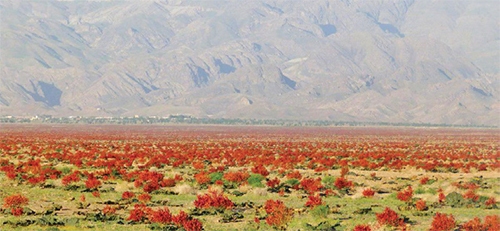میهمانی بهار به وقت گل