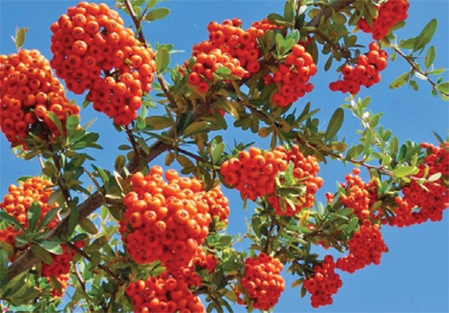 میهمانی بهار به وقت گل