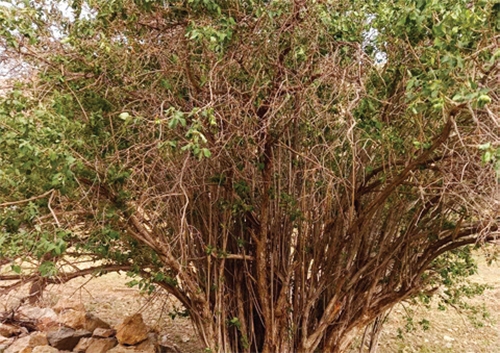 میهمانی بهار به وقت گل
