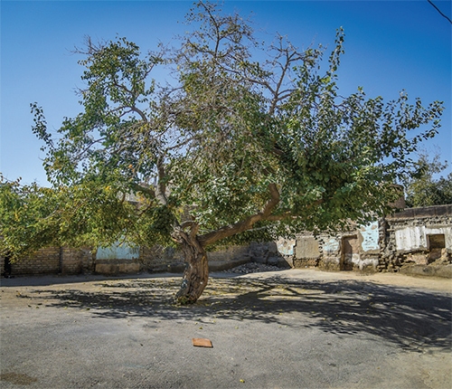 ۹۱ ساله‌های دشت سرده