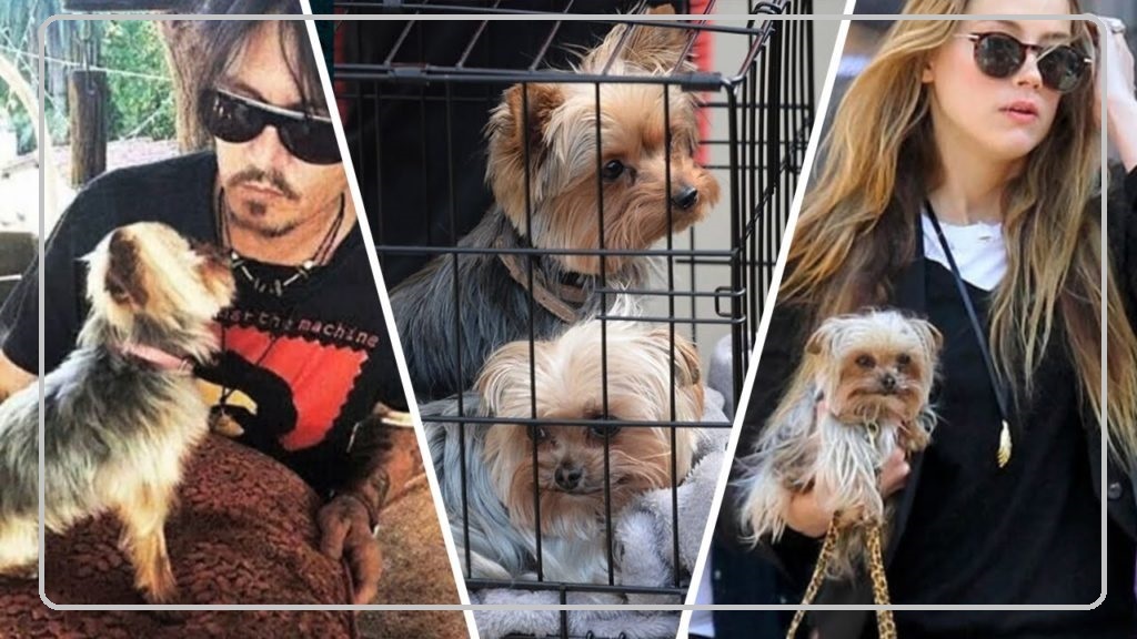 نتیجه دادگاه جانی دپ و امبر هرد مشخص شد (۱۲ خرداد ۱۴۰۱) | مروری بر زندگی مشترک دو بازیگر هالیوود + تصاویر نتیجه دادگاه جانی دپ و امبر هرد مشخص شد (۱۲ خرداد ۱۴۰۱) | مروری بر زندگی مشترک دو بازیگر هالیوود + تصاویر