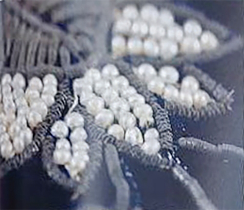 روایت پردهپوشهای خانه آفتاب روایت پردهپوشهای خانه آفتاب