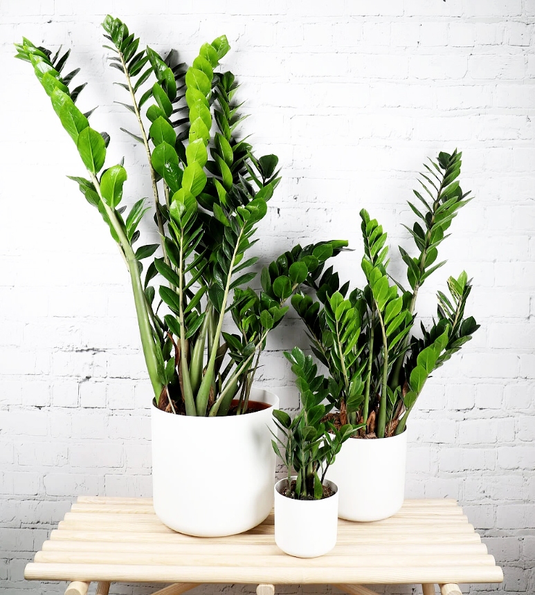 معرفی پنج گیاه مقاوم خانگی به بهانه روز جهانی گل و گیاه معرفی پنج گیاه مقاوم خانگی به بهانه روز جهانی گل و گیاه