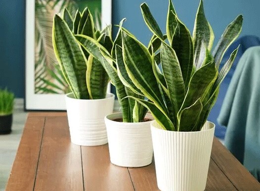 معرفی پنج گیاه مقاوم خانگی به بهانه روز جهانی گل و گیاه معرفی پنج گیاه مقاوم خانگی به بهانه روز جهانی گل و گیاه