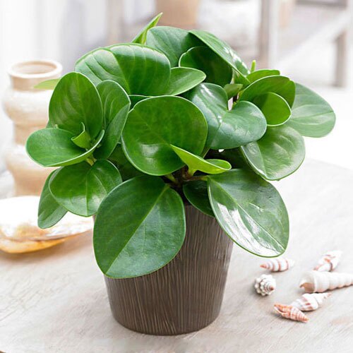 معرفی پنج گیاه مقاوم خانگی به بهانه روز جهانی گل و گیاه معرفی پنج گیاه مقاوم خانگی به بهانه روز جهانی گل و گیاه