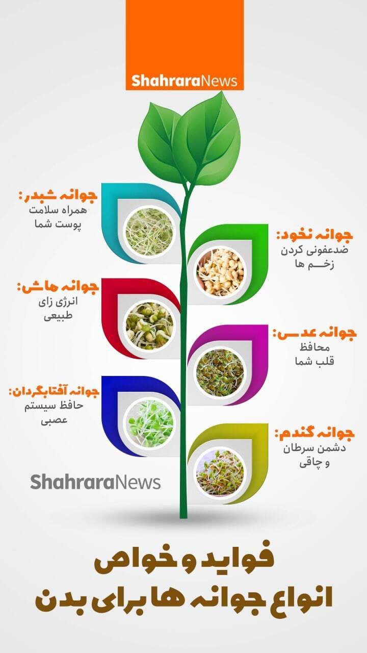 اینفوگرافی | فواید و خواص انواع جوانه ها برای بدن
