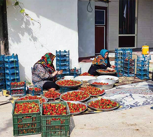 همه مصائب شیرین پیشههای خانگی زنان همه مصائب شیرین پیشههای خانگی زنان