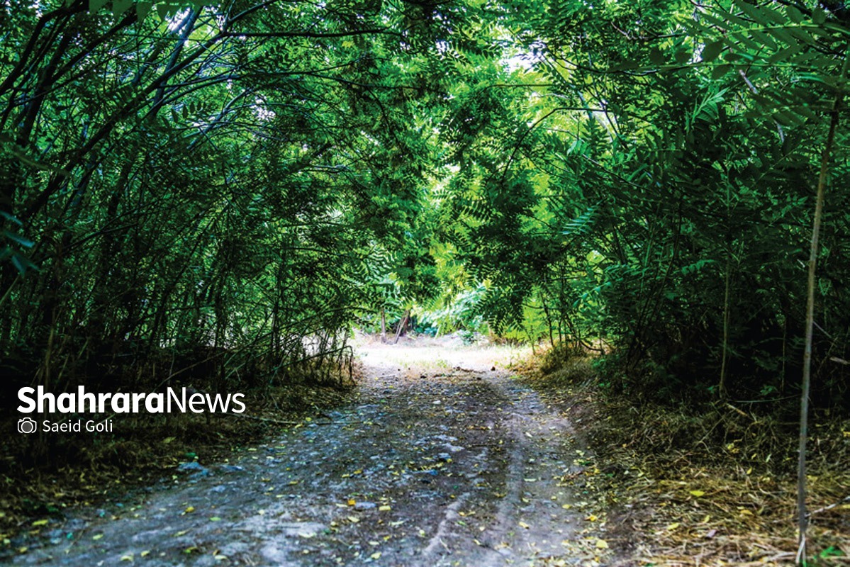 تندوره، تنوره طبیعت تندوره، تنوره طبیعت