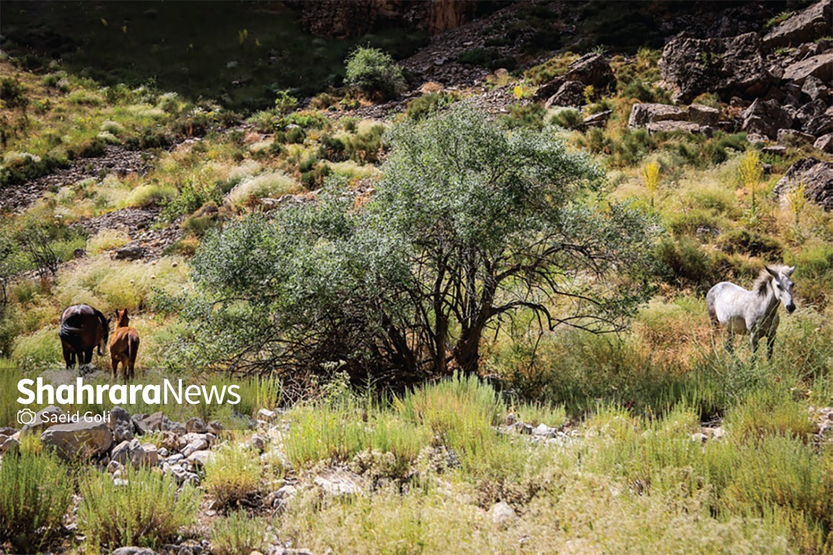 تندوره، تنوره طبیعت تندوره، تنوره طبیعت