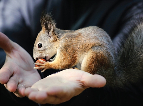 تماشای فوتبال با میمون آفریقایی تماشای فوتبال با میمون آفریقایی