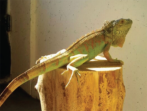 تماشای فوتبال با میمون آفریقایی تماشای فوتبال با میمون آفریقایی