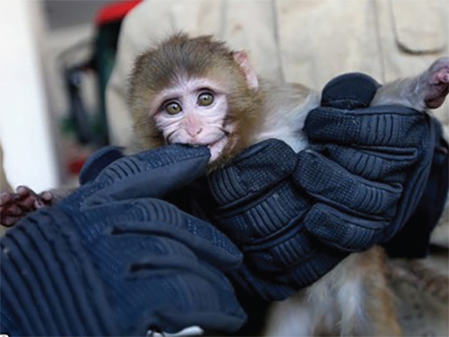 تماشای فوتبال با میمون آفریقایی تماشای فوتبال با میمون آفریقایی