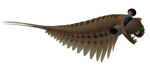 کشف فسیل ۵۰۰ میلیون ساله از مغز یک موجود ۳ چشم! کشف فسیل ۵۰۰ میلیون ساله از مغز یک موجود ۳ چشم!