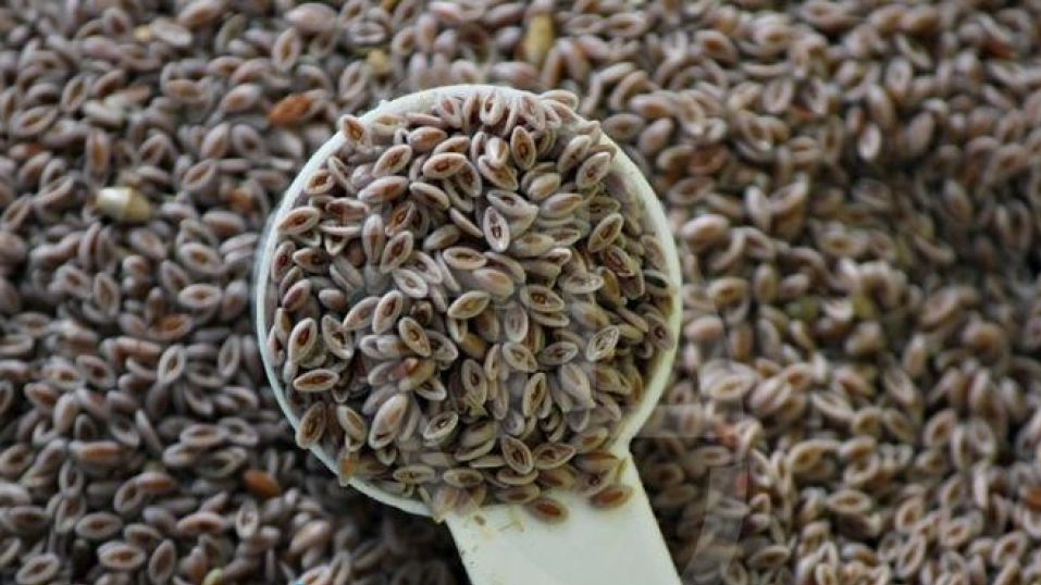 دیابت را با این گیاهان درمان کنید دیابت را با این گیاهان درمان کنید