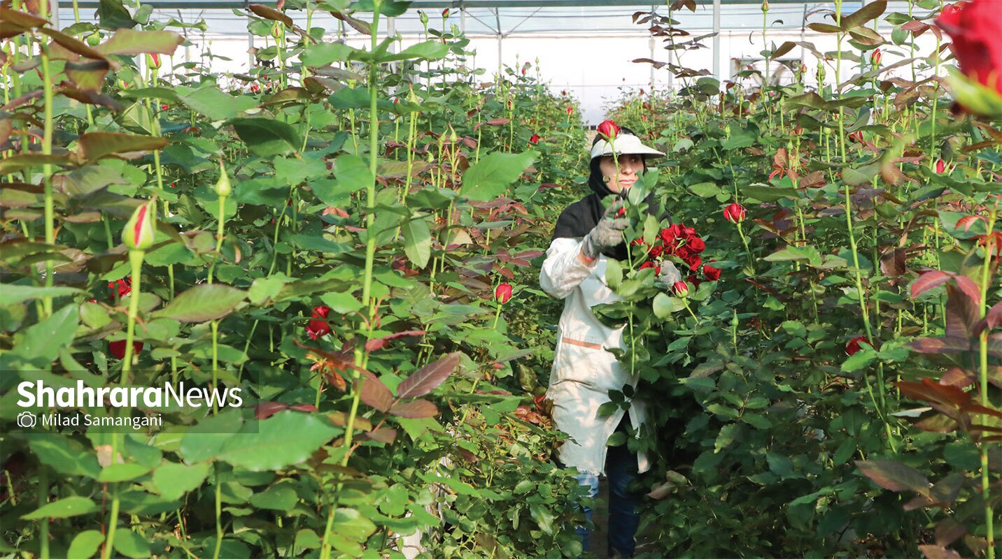 تولید سالانه ۳۵ میلیون شاخه گل در مشهد تولید سالانه ۳۵ میلیون شاخه گل در مشهد