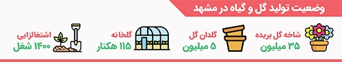 تولید سالانه ۳۵ میلیون شاخه گل در مشهد تولید سالانه ۳۵ میلیون شاخه گل در مشهد