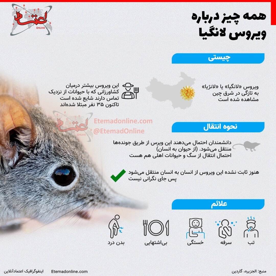 ابتلای ۳۵ نفر در چین به یک ویروس جدید | همه چیز درباره ویروس لانگیا