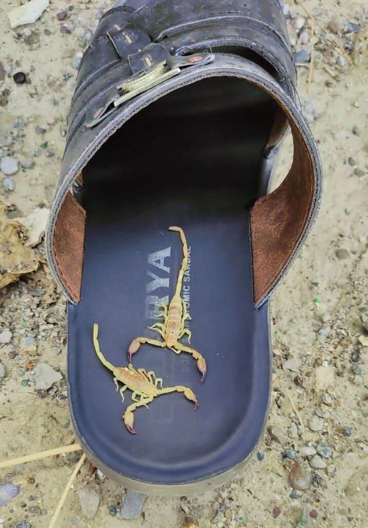 هجوم عقرب های سمی به روستاهای شرق هرمزگان + فیلم هجوم عقرب های سمی به روستاهای شرق هرمزگان + فیلم