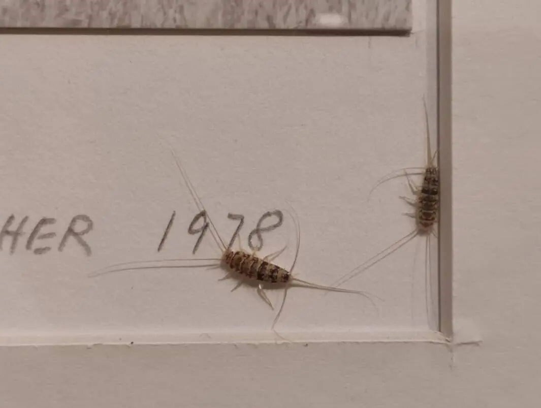 ماجرای وجود حشرات موذی در آثار موزه هنرهای معاصر چیست؟ + فیلم ماجرای وجود حشرات موذی در آثار موزه هنرهای معاصر چیست؟ + فیلم