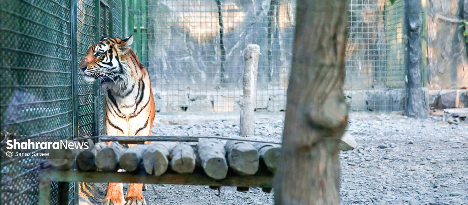 باغوحش مشهد در قفس آشفتگی باغوحش مشهد در قفس آشفتگی