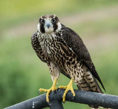 کدام پرنده در دنیا سریعترین است؟ کدام پرنده در دنیا سریعترین است؟