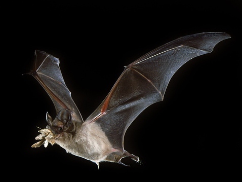 کدام پرنده در دنیا سریعترین است؟ کدام پرنده در دنیا سریعترین است؟