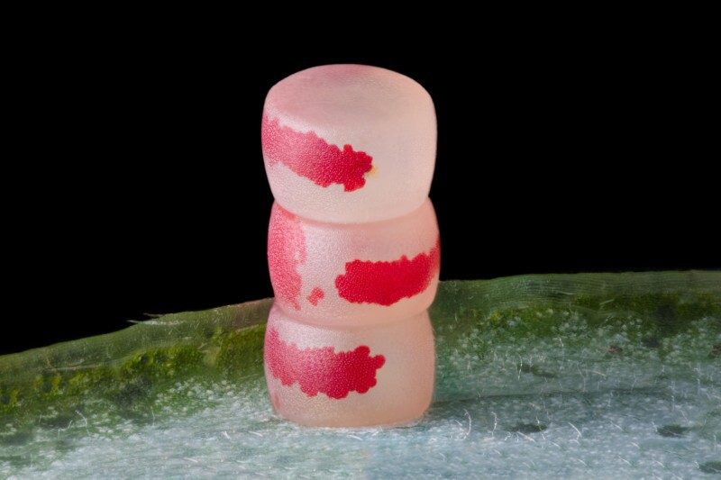 برندگان مسابقه نیکون Small World سال ۲۰۲۲ + عکس برندگان مسابقه نیکون Small World سال ۲۰۲۲ + عکس