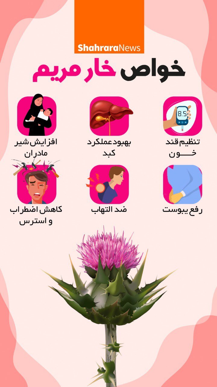 اینفوگرافی| خواص خار مریم