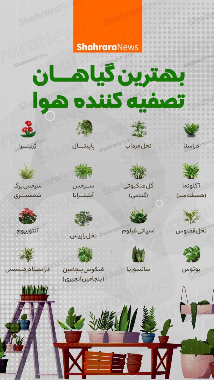 اینفوگرافی| بهترین گیاهان تصفیه کننده هوا