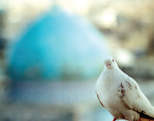 عکاس صحن سپید
