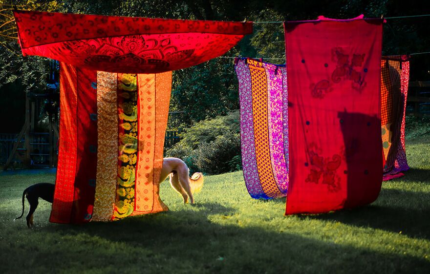 بهترین عکسهای رقابت «عکاسی رنگها» بهترین عکسهای رقابت «عکاسی رنگها»