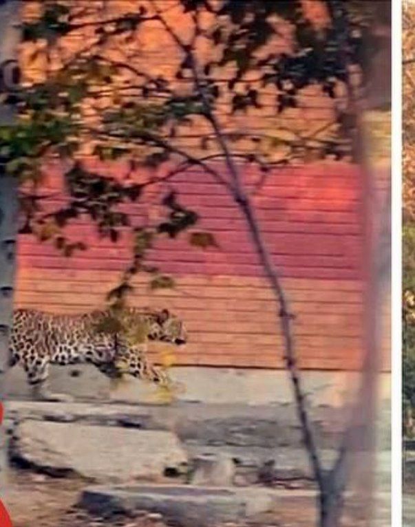 ماجرای گشت و گذار پلنگ در اطراف تهران چه بود؟ + عکس ماجرای گشت و گذار پلنگ در اطراف تهران چه بود؟ + عکس