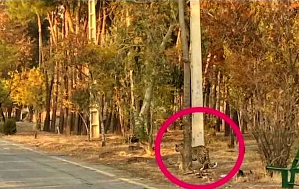 ماجرای گشت و گذار پلنگ در اطراف تهران چه بود؟ + عکس