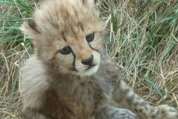 حال عمومی توله یوزهای پیدا شده در پارک توران مساعد است + عکس حال عمومی توله یوزهای پیدا شده در پارک توران مساعد است + عکس