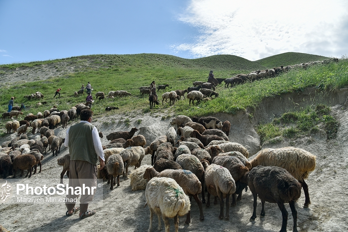 ۱۰ درصد جمعیت دام کشور متعلق به خراسان رضوی است