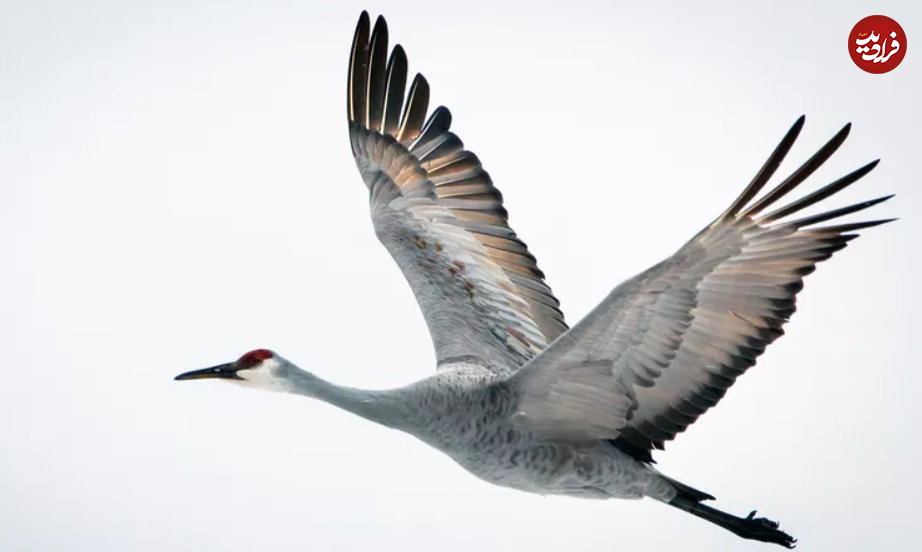 ۱۶ حیوان بازمانده از دوران باستان + تصاویر