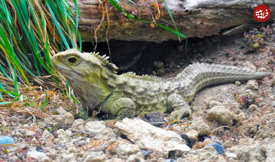 ۱۶ حیوان بازمانده از دوران باستان + تصاویر