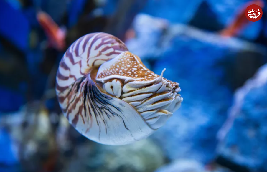 ۱۶ حیوان بازمانده از دوران باستان + تصاویر